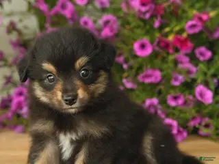 Toy Australian Shepherd dogs for sale: Adrian - Ad 1
