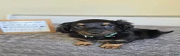 Miniature Dachshund dogs for sale: Chai- AKC - Ad 4