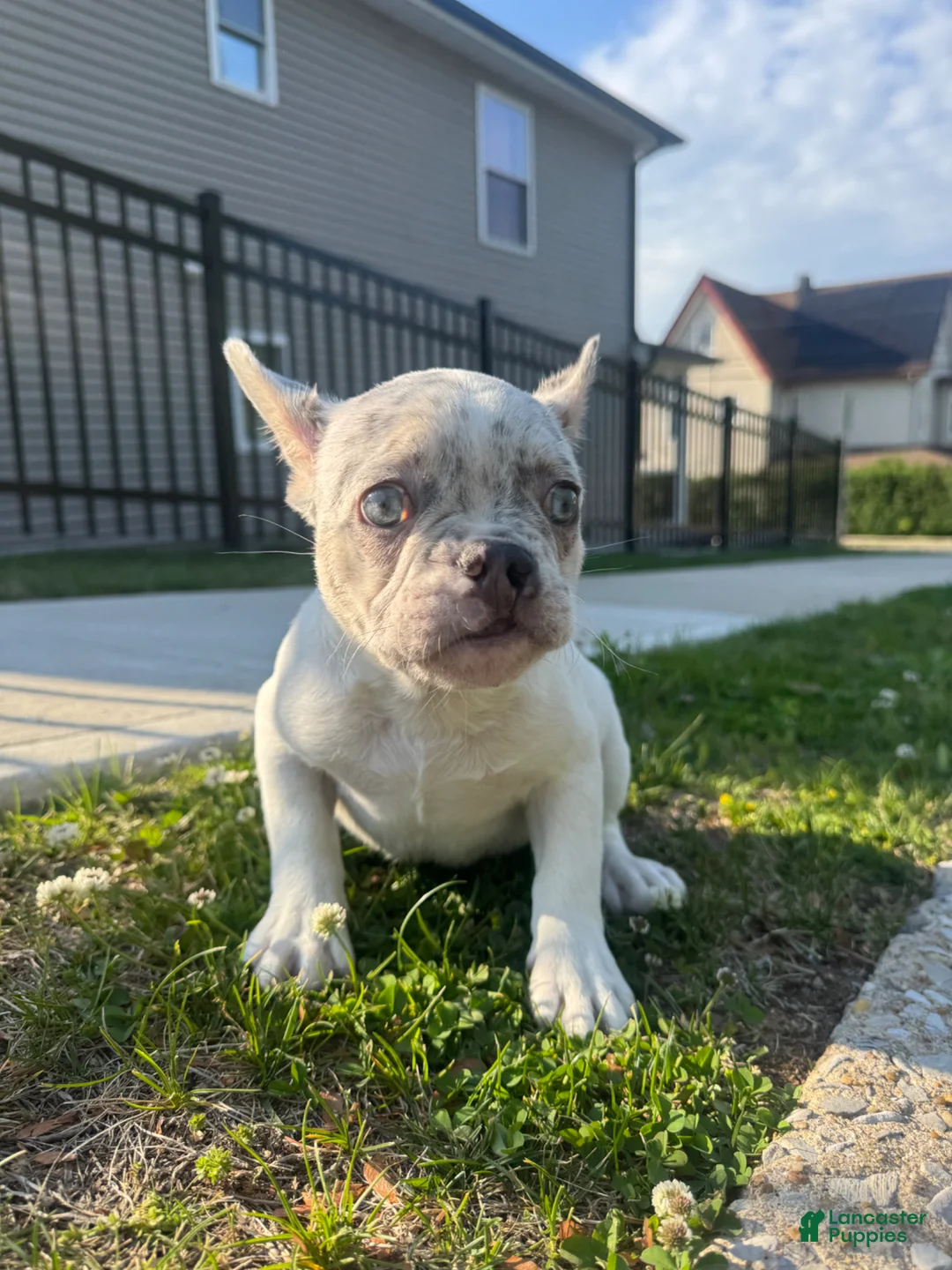 French Bulldog dogs for sale: French Bulldog Puppy 1 - Ad 2