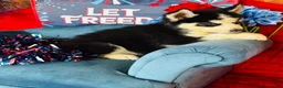 Siberian Husky dogs for sale: Romney - Ad 3