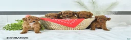 Toy Poodle dogs for sale: Maddie - Ad 5