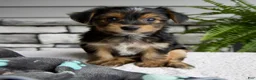 Morkie dogs for sale: Wendy - Ad 1