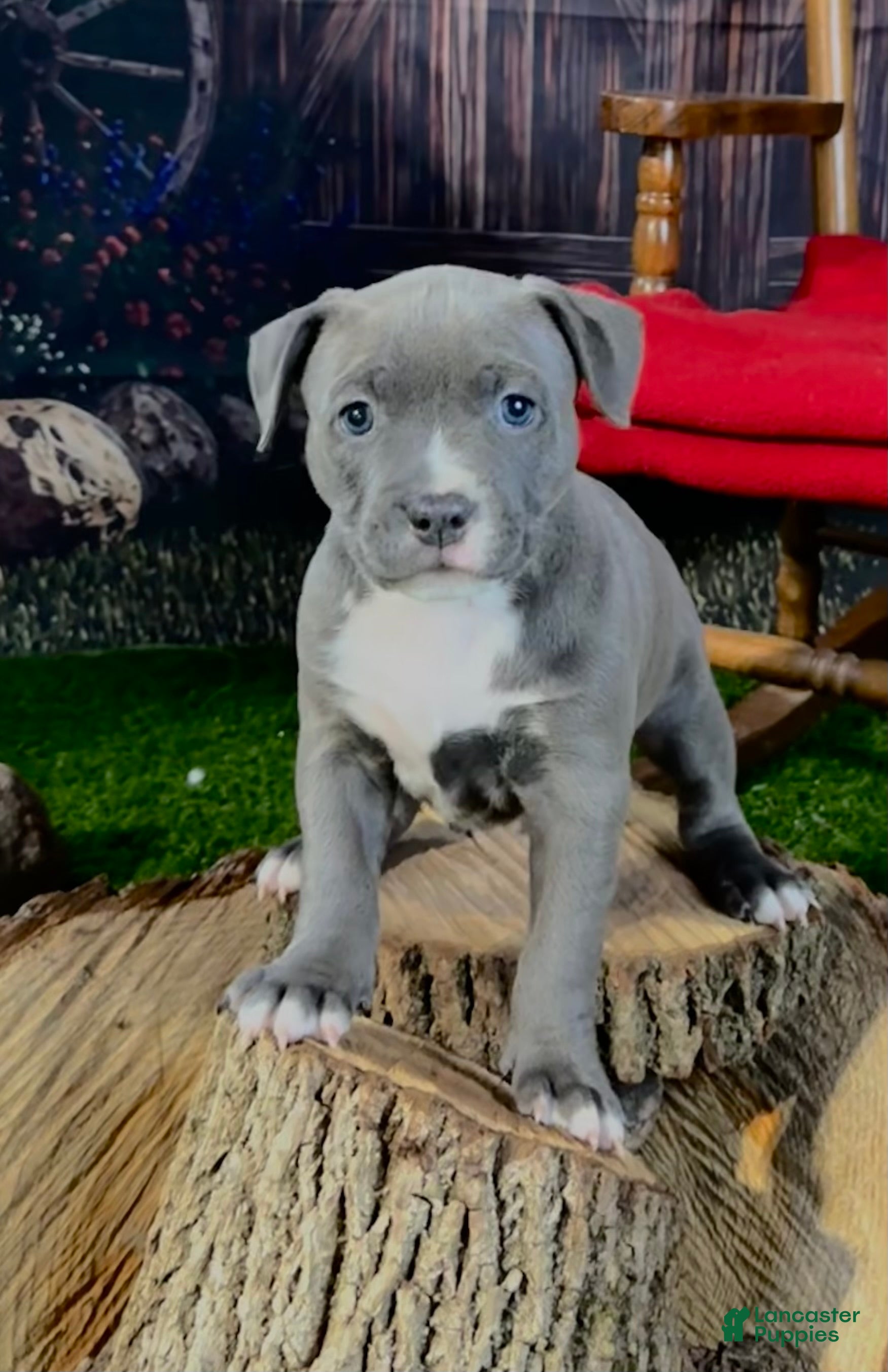 American Bully dogs American Bully 2 - Ad 1