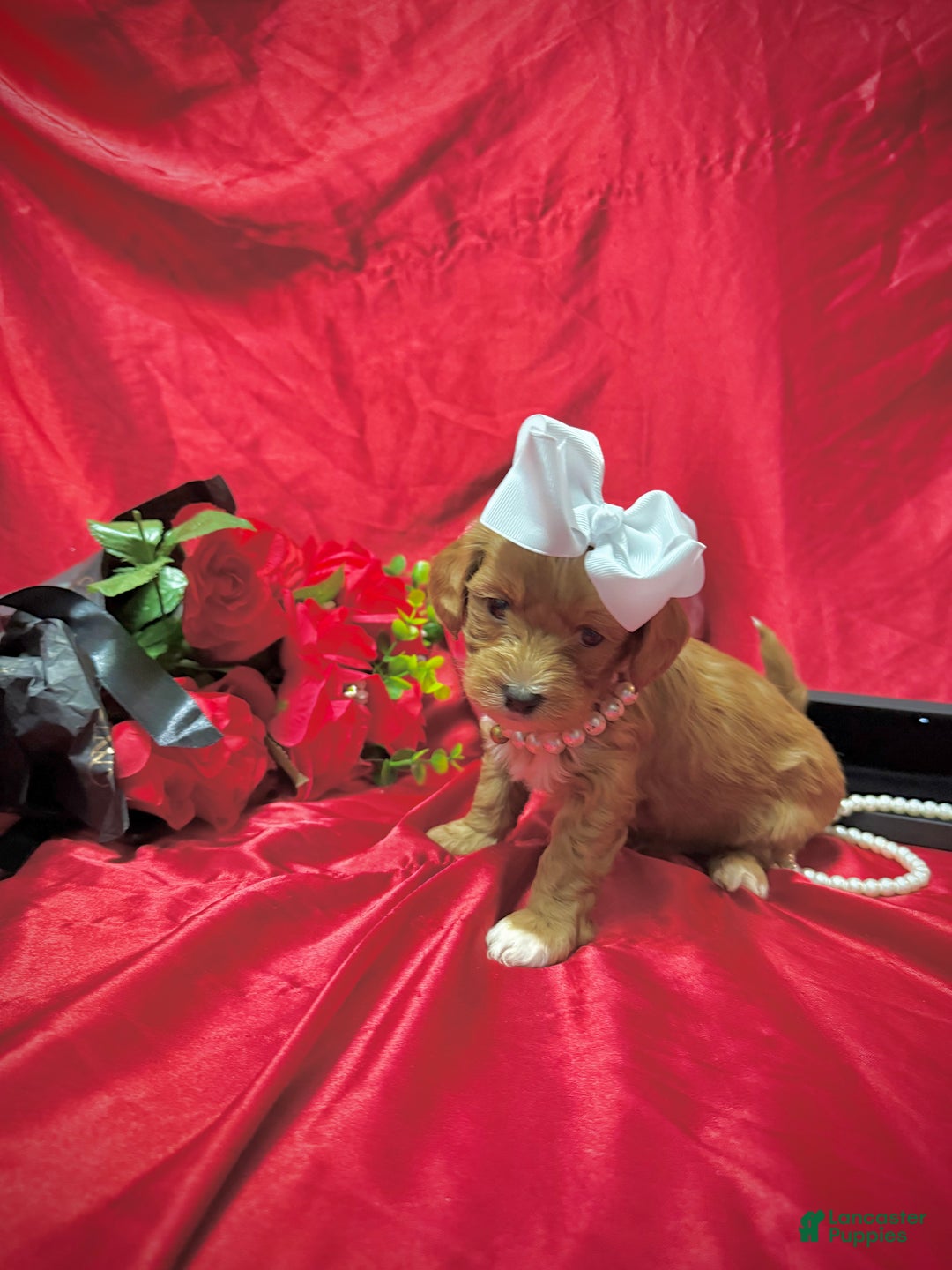 Yorkiepoo dogs for sale: Butterfinger  - Ad 13