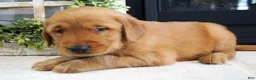 Golden Retriever dogs for sale: Max - Ad 2