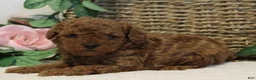 Toy Poodle dogs for sale: Teddy - Ad 3