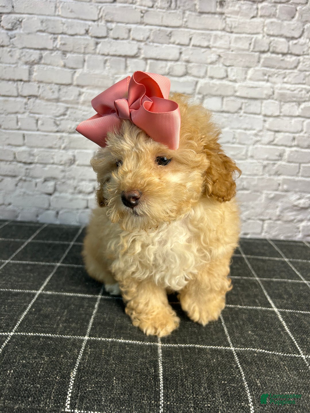 Toy Poodle dogs for sale: Toy Poodle Puppy 2 - Ad 3