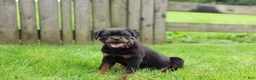 Rottweiler dogs for sale: Luna  - Ad 11