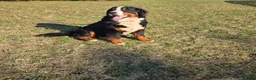Bernese Mountain Dog dogs for sale: Jaxson - Ad 4