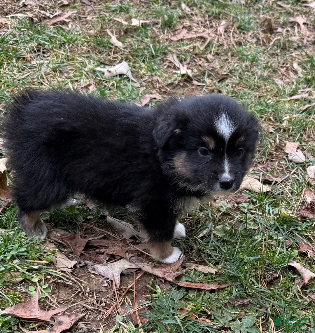 Australian Shepherd dogs for sale: Joe - Ad 2
