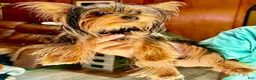 Yorkshire Terrier dogs for sale: Beto - Ad 2