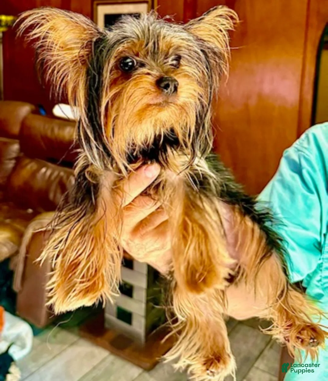 Yorkshire Terrier dogs for sale: Beto - Ad 2