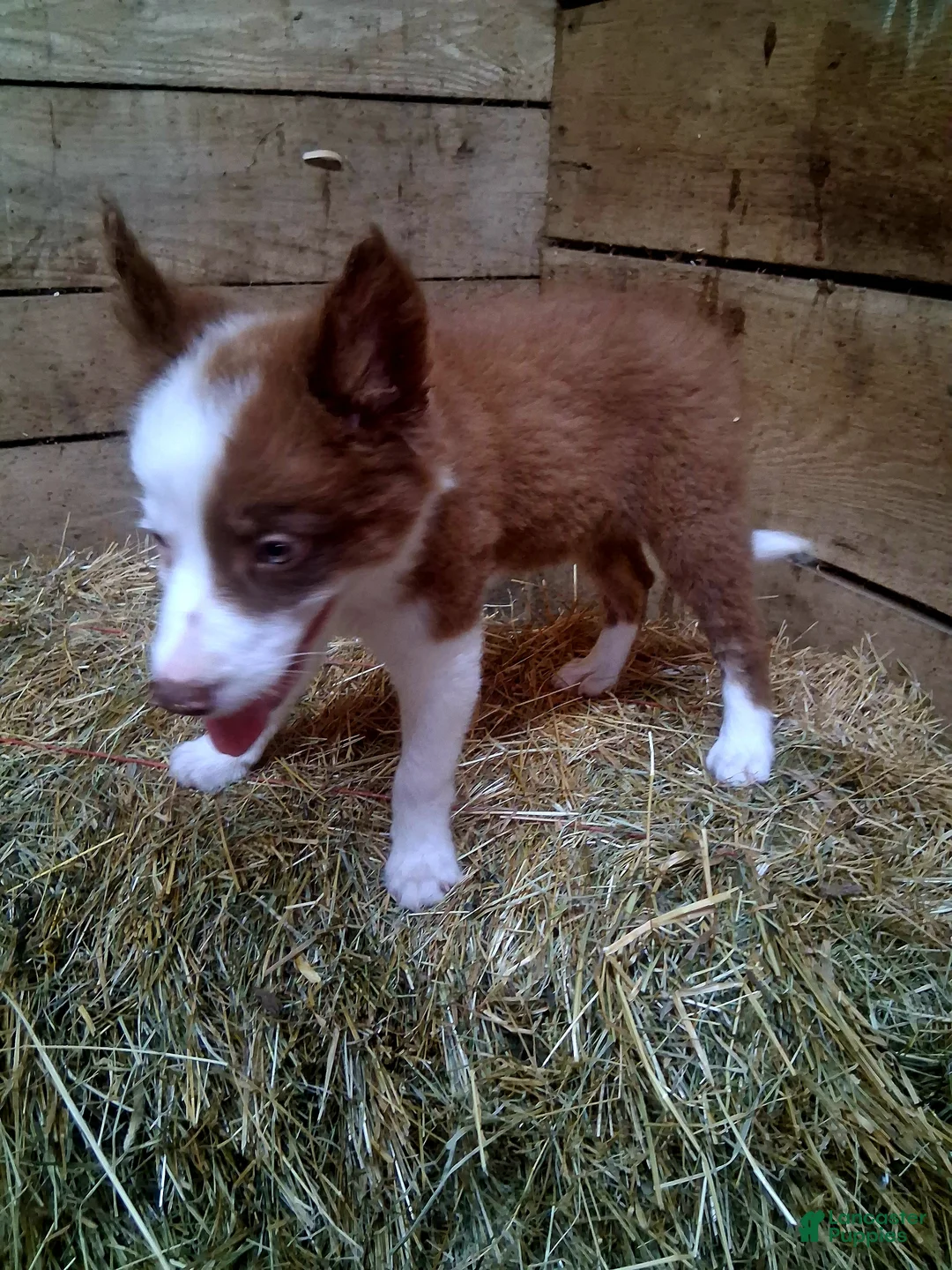 Border Collie dogs for sale: Border Collie 2 - Ad 8