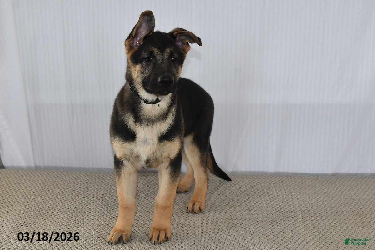 German Shepherd dogs Cody - Ad 2