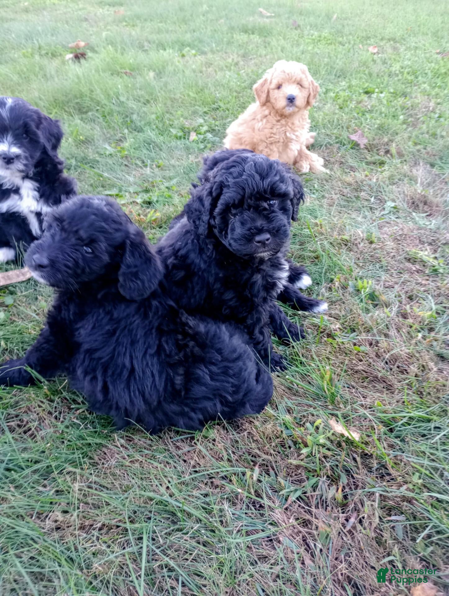 Mini Goldendoodle dogs Mountain Goldendoodle - Marshall - Ad 2