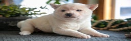 Shiba Inu dogs for sale: Muffin - Ad 2