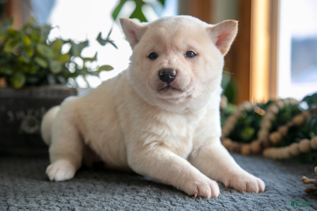 Shiba Inu dogs for sale: Muffin - Ad 2