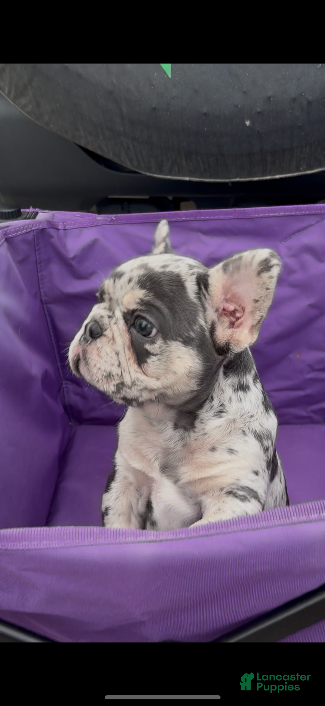 French Bulldog dogs for sale: Blue - Ad 5