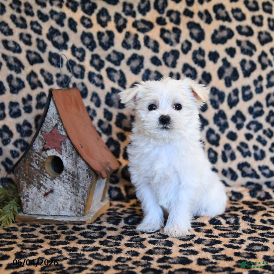 Maltese dogs Waffle - Ad 1