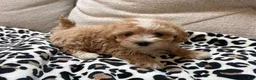 Maltipoo dogs for sale: Chip - Ad 5