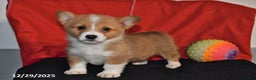 Welsh Corgi Pembroke dogs for sale: Casey - Ad 4
