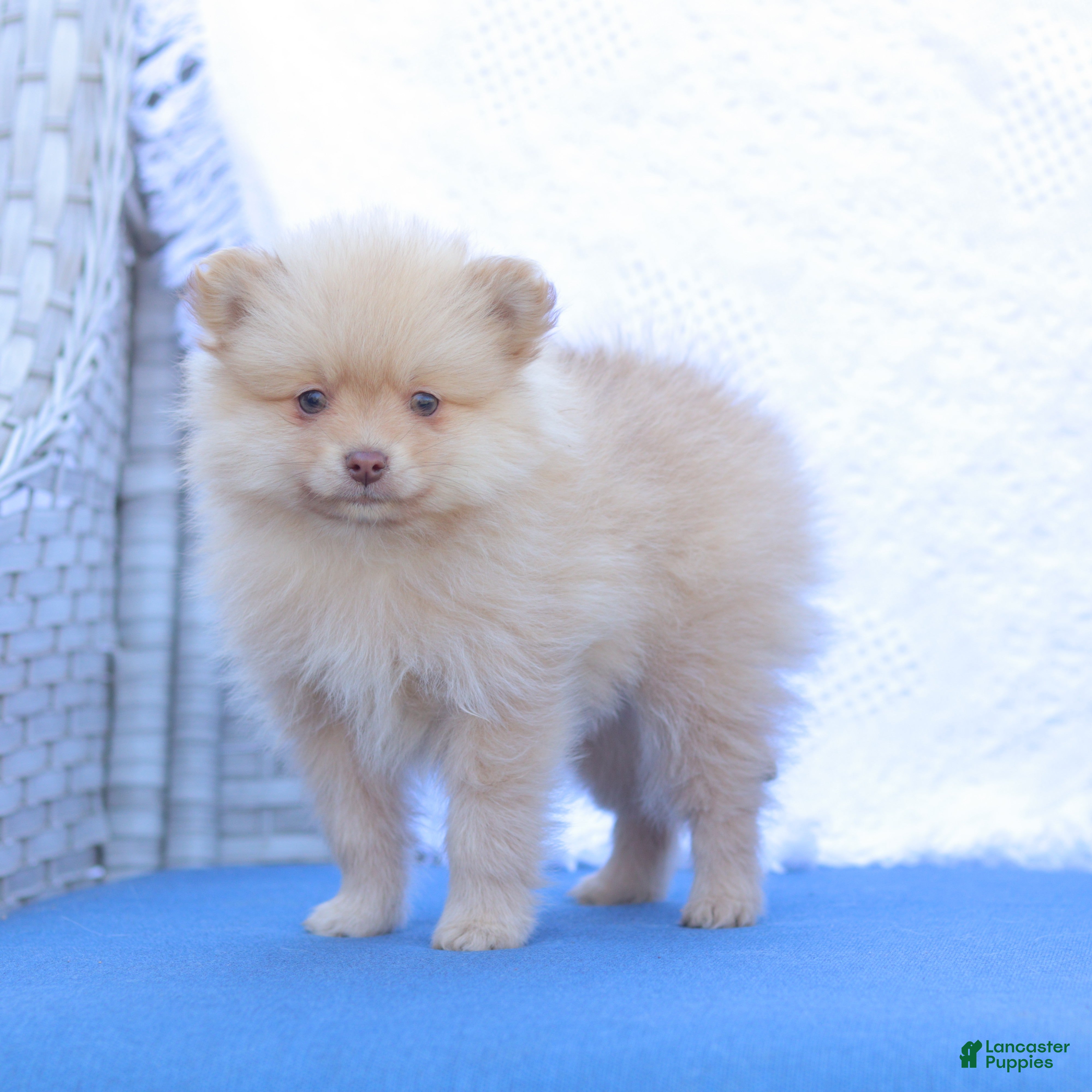 Pomeranian dogs Alex - Ad 2