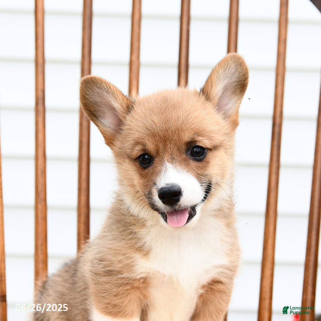 Welsh Corgi Pembroke dogs for sale: Bear - Ad 4