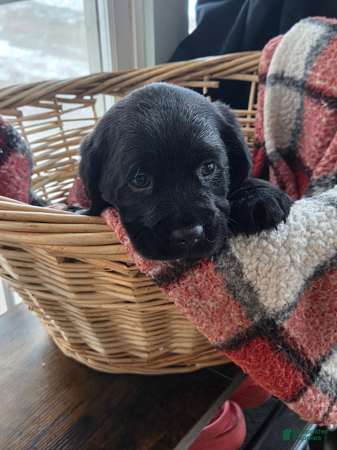 Mixed Breed dogs for sale: Labrador/Cocker Spaniel  - Ad 1