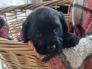 Mixed Breed dogs Labrador/Cocker Spaniel - Ad 16