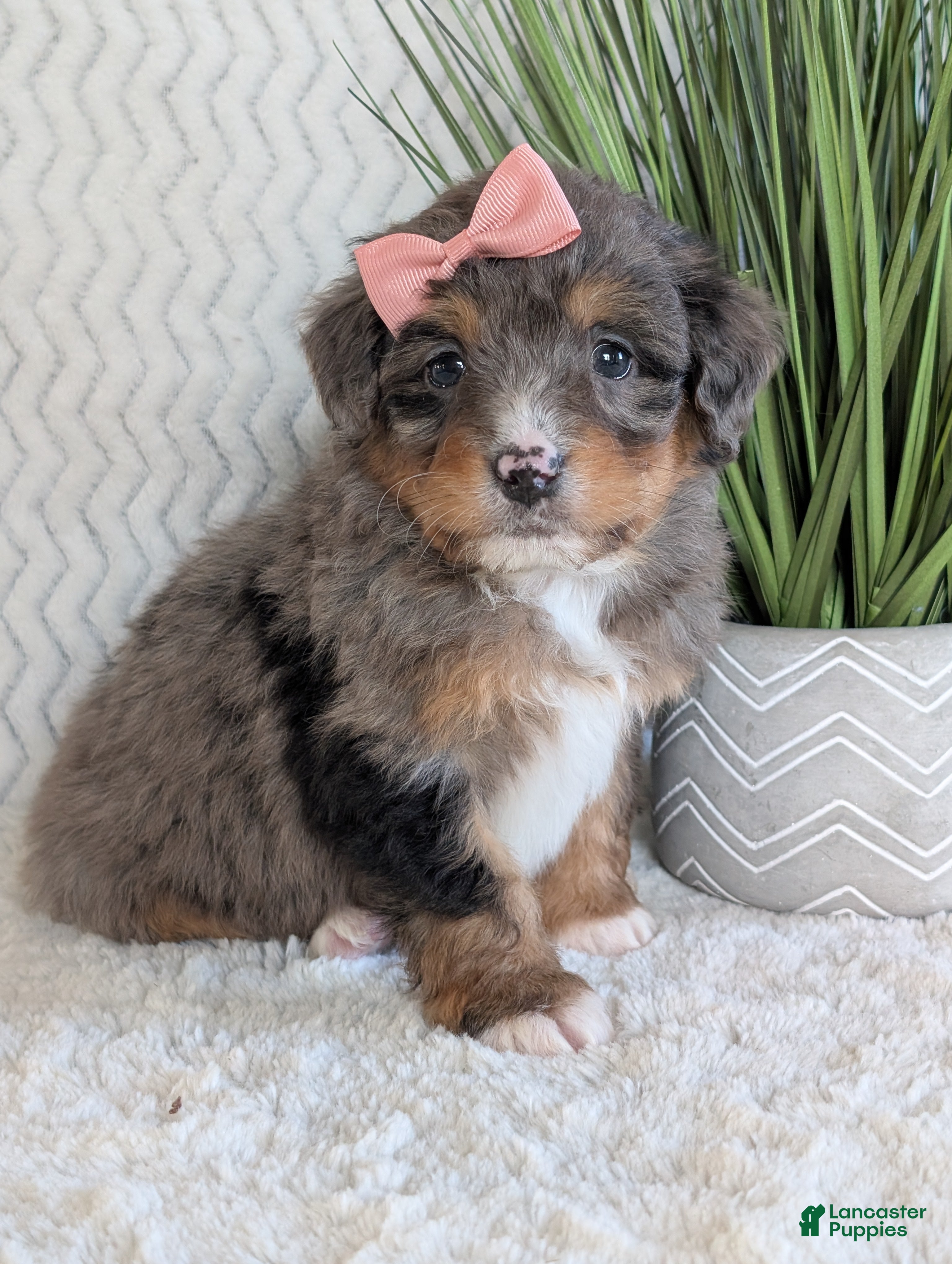 Mini Bernedoodle dogs Mini Skye  - Ad 1