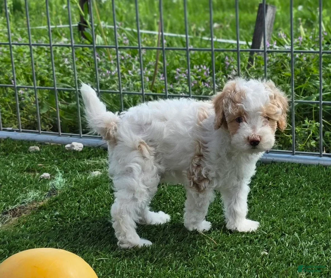Miniature Poodle dogs for sale: Graham Miniature Poodle Puppy  - Ad 2
