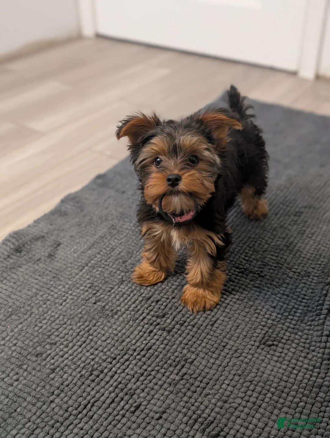 Yorkshire Terrier dogs for sale: Zoey - Ad 2