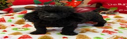 Toy Poodle dogs for sale: Arlo - Ad 2
