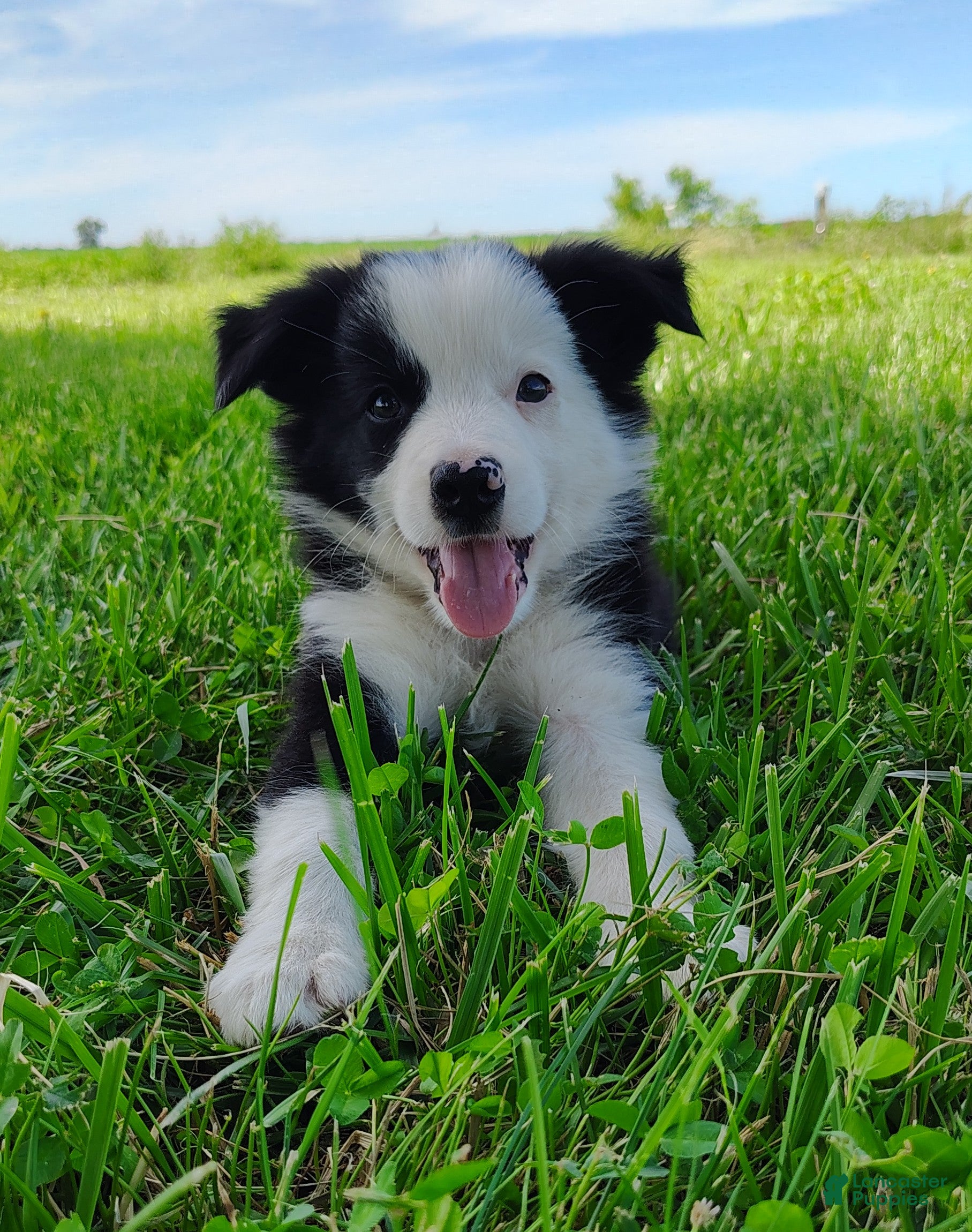 Border Collie dogs Skipper  - Ad 1