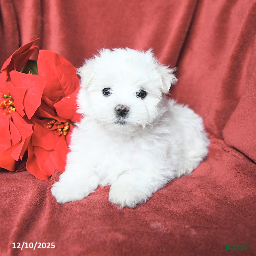 Maltese dogs for sale: Josie - Ad 3