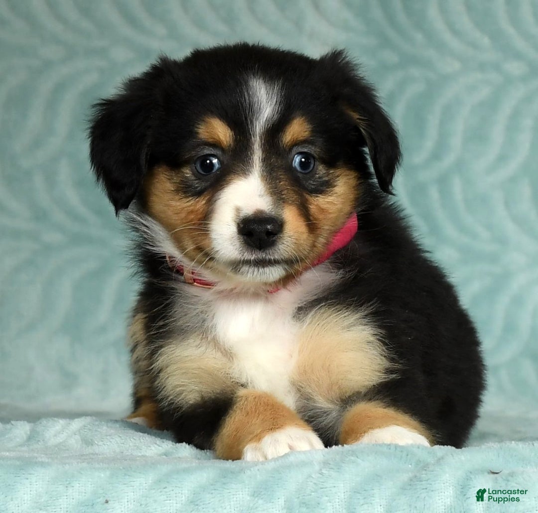 Australian Shepherd dogs for sale: Maggie - Ad 4