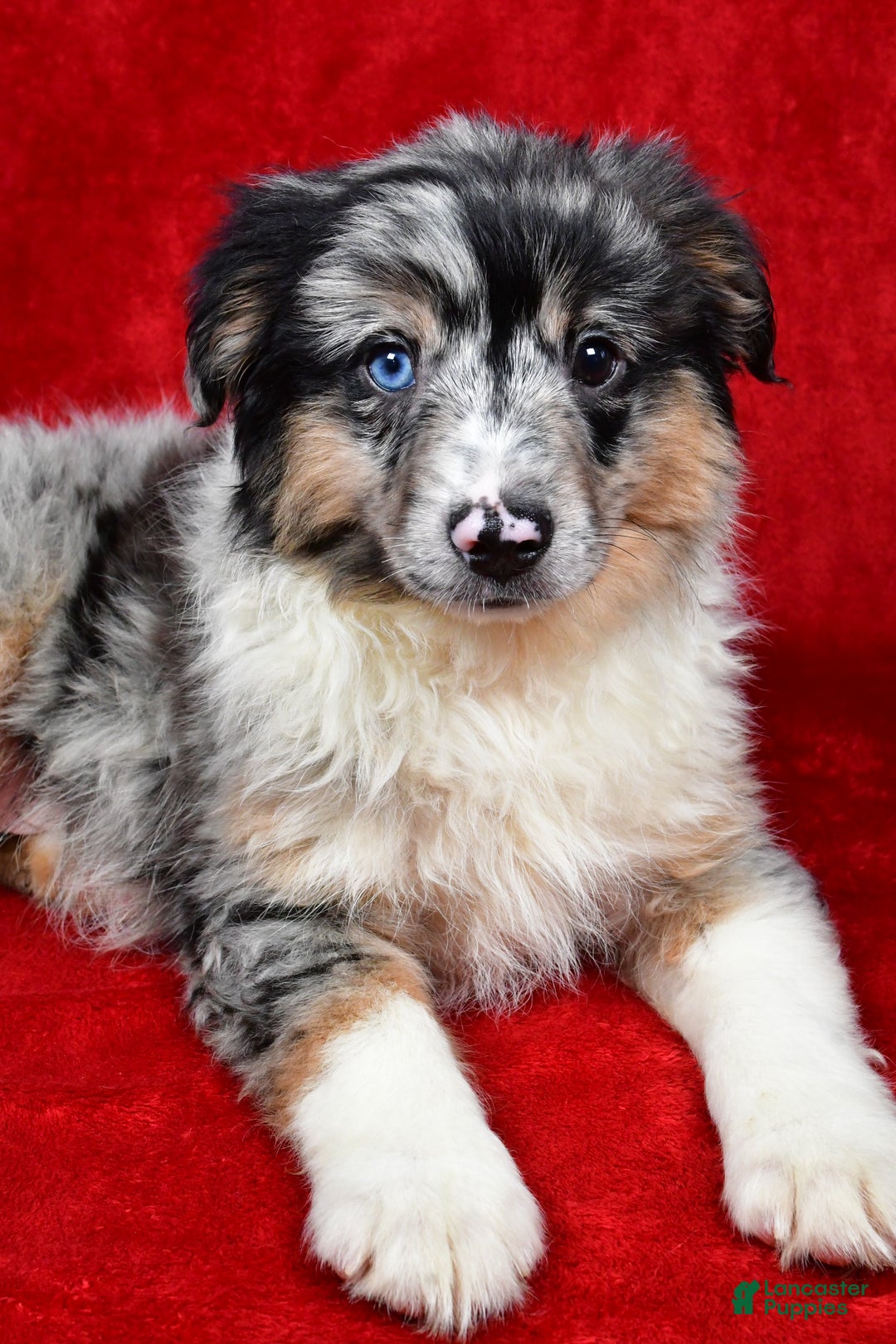 Miniature Australian Shepherd dogs for sale: Wiggles - Ad 7