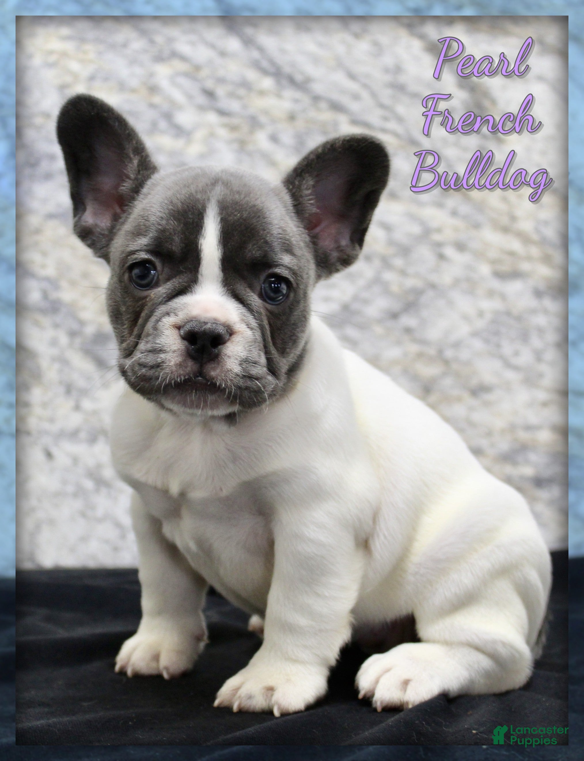 French Bulldog dogs for sale: Pearl - Ad 3