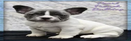 French Bulldog dogs for sale: Pearl - Ad 1