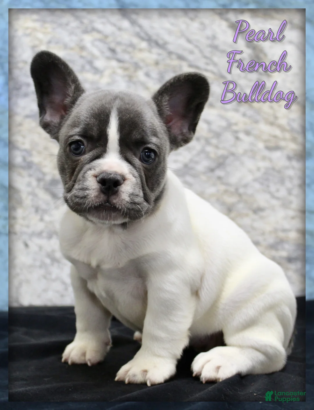 French Bulldog dogs for sale: Pearl - Ad 1
