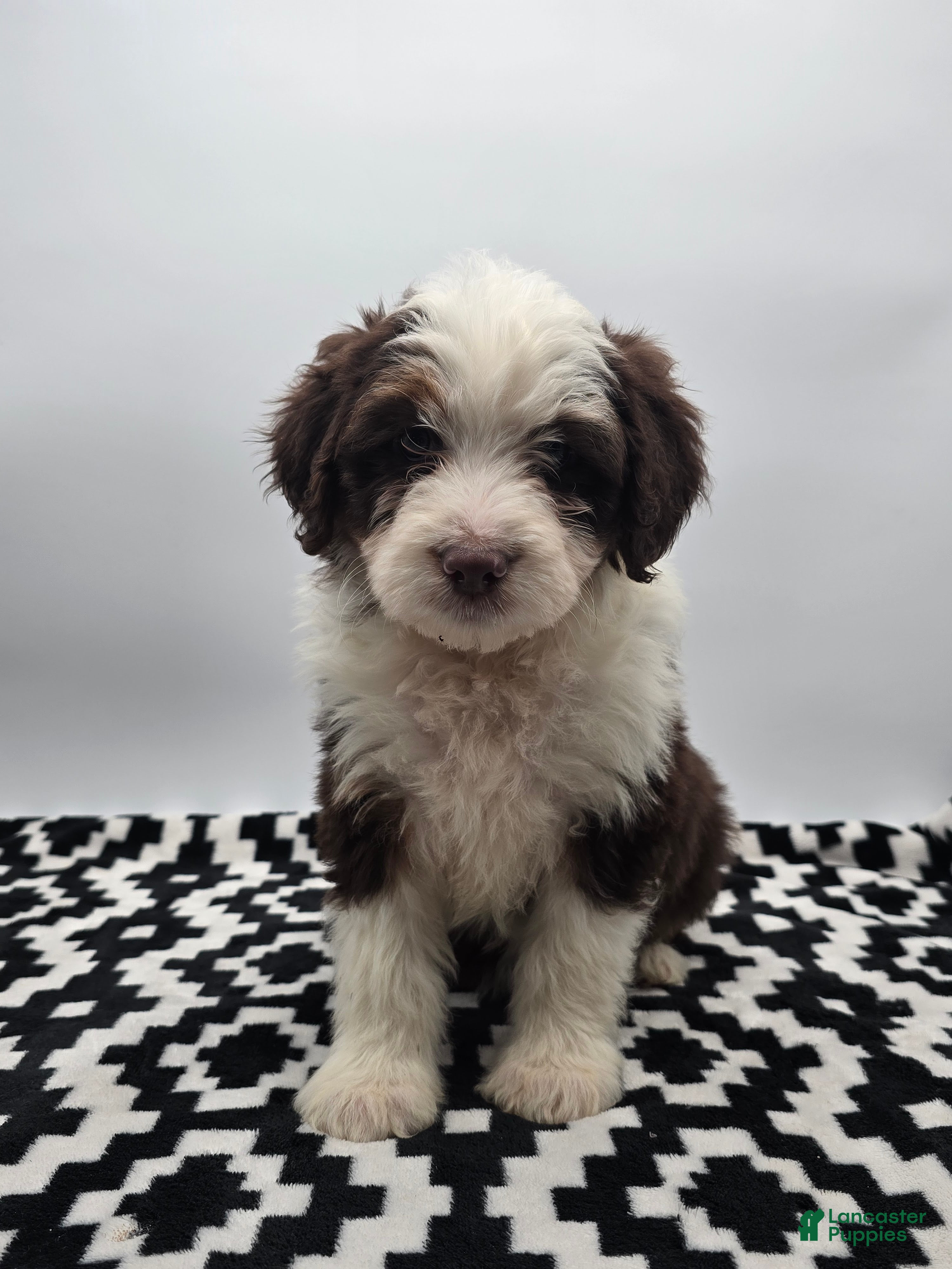 Aussiedoodle dogs Macey - Ad 2