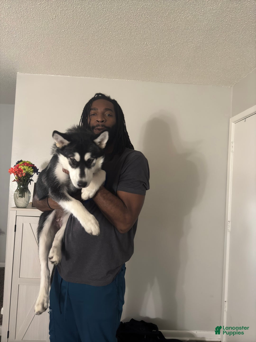 Mixed Breed dogs for sale: Kuta  - Ad 2