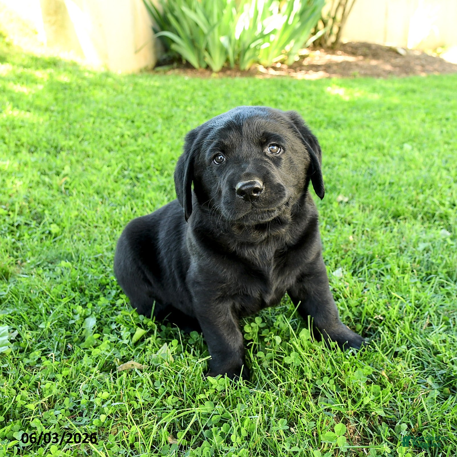 Labrador Retriever dogs for sale: Amadeus - Ad 3