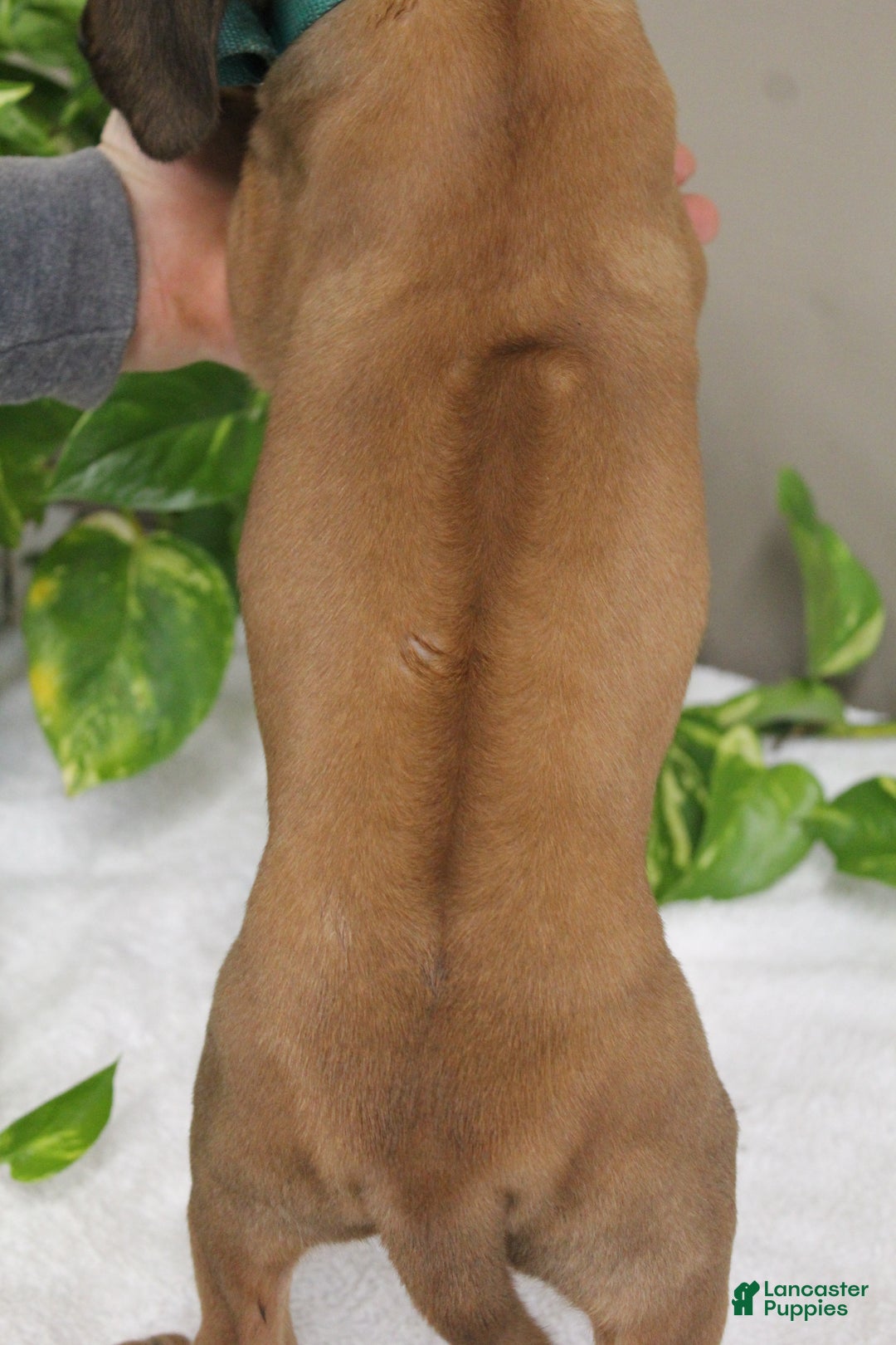 Rhodesian Ridgeback dogs for sale: Bennett - Ad 2