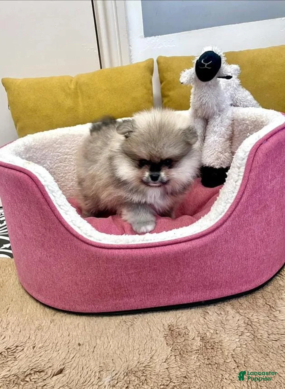 Pomeranian dogs for sale: Luna - Ad 1