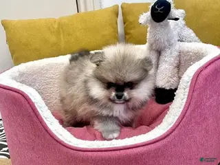 Pomeranian dogs Luna - Ad 4