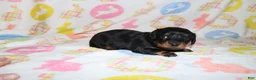 Miniature Dachshund dogs for sale: hallie - Ad 3