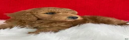 Mini Goldendoodle dogs for sale: Oliver - Ad 6