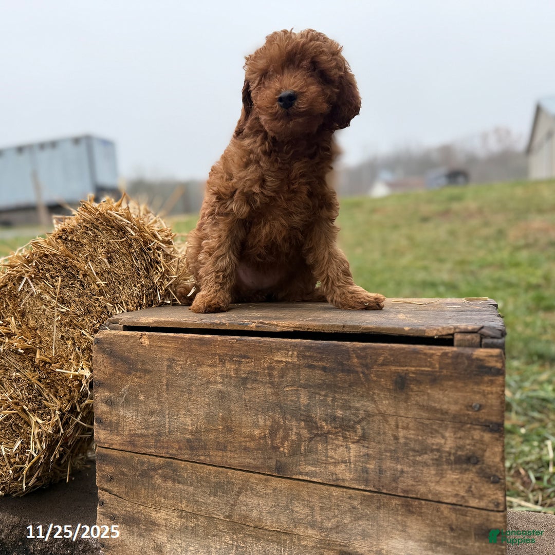 Irish Doodle dogs for sale: Fancy - Ad 9