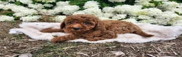 Miniature Poodle dogs for sale: Bella  - Ad 7
